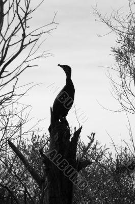 Silhouette of a stork