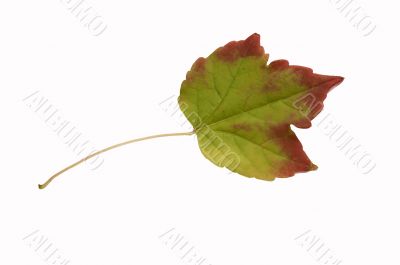 Autumn leaf