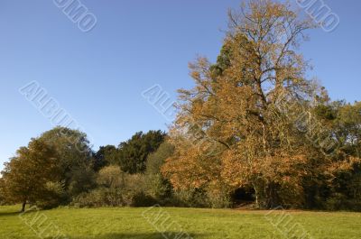 Autumn trees