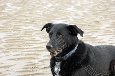 Beach Dog