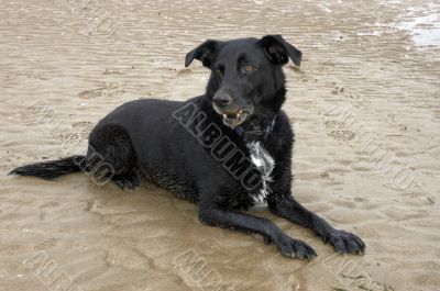 Beach Dog
