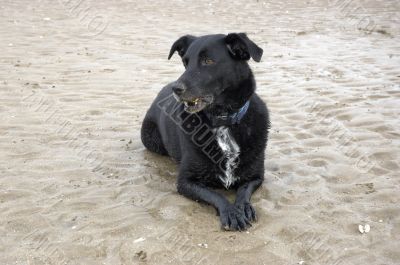 Dog on the beach