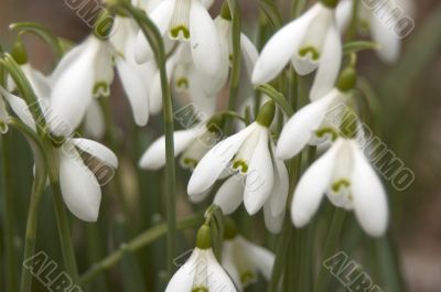 Snowdrops
