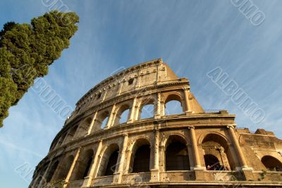 colosseum and cypress