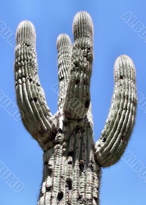 Looking up to  Saguaro Arms in the Sky