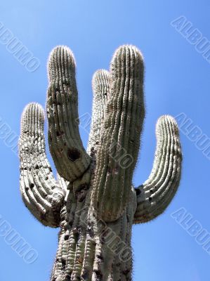 Saguaro Cactus in the sky