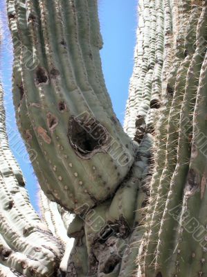  close-up of Saguaro cactus thorns and Nature