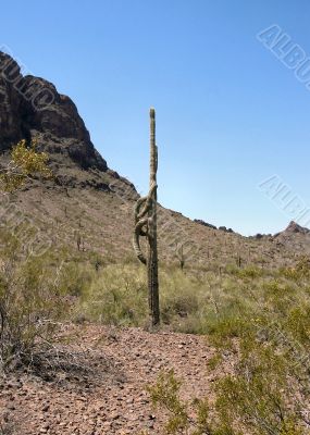  Saguaro with arms up, arms down