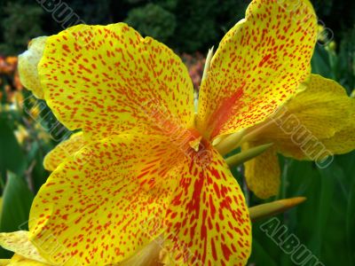 flower