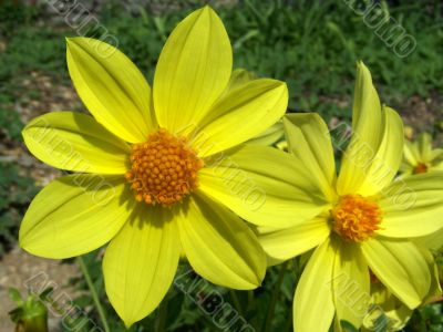 flower