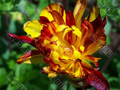 flower