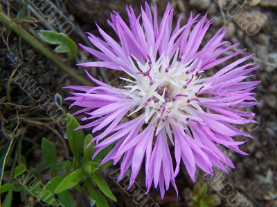 flower