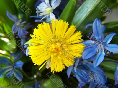flower