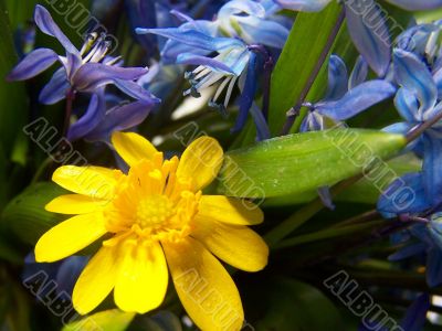 flower