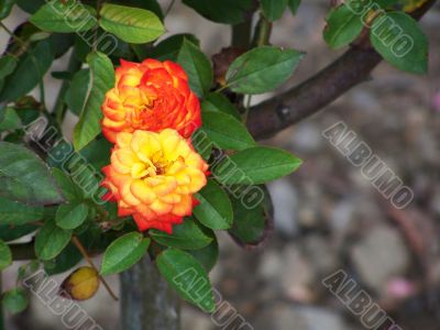 flower