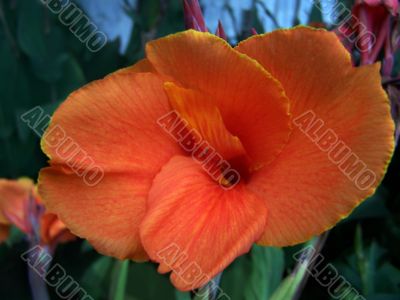 flower
