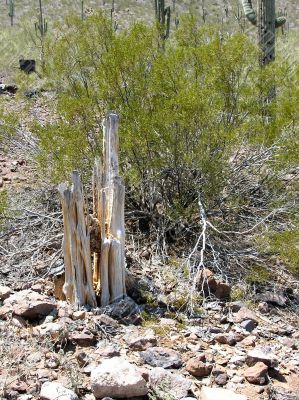  Remains of a Saguaro cactus