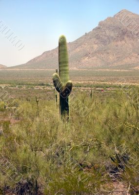  Saguaro with two arms in front