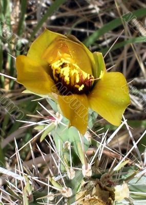 Yellow  Cactus bloom, thorns and spikes