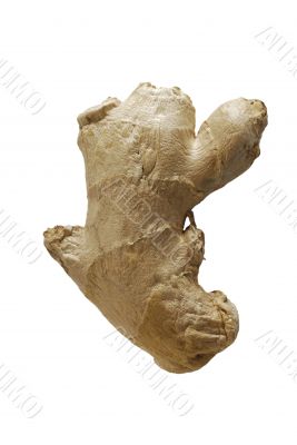 Ginger Root