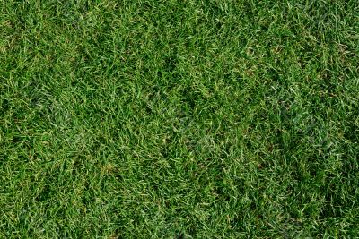 green grass