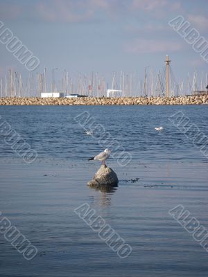 Seagull In Marina