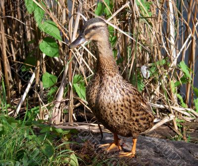 Mallard Duck