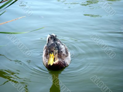 Mallard Duck