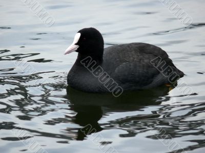 Eurasian Coot (Fulica atra)