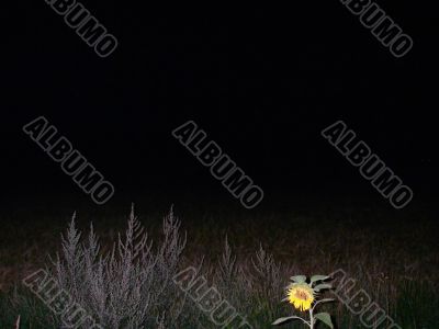 Flower In The Dark