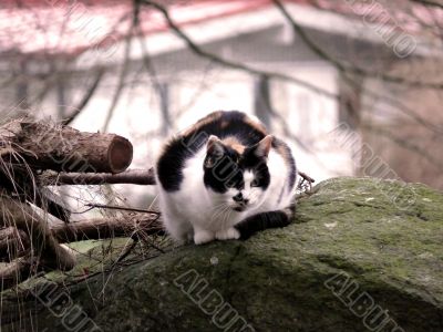 Forrest Cat