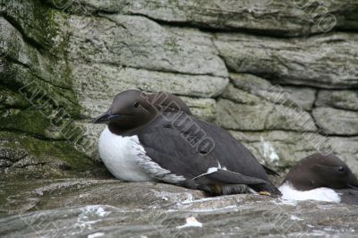 Common Murre