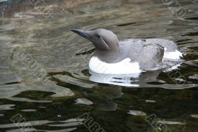 Common Murre