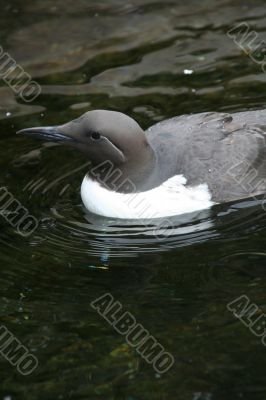 Common Murre