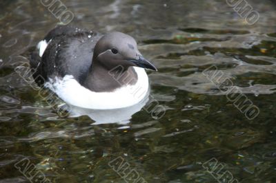 Common Murre