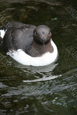 Common Murre