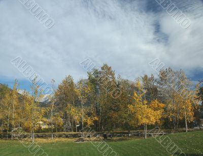 Aspen in park, Kananaskis mountains