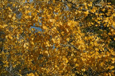 Details, trembling branches of aspen