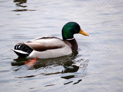 Mallard Duck