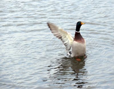 Mallard Duck