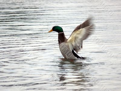 Mallard Duck