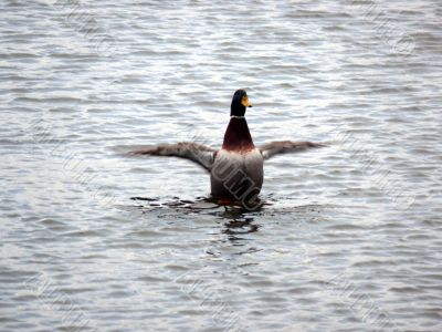 Test Flight