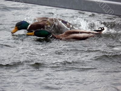 Mallard Duck Race