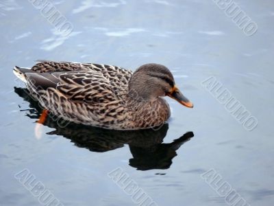Mallard Duck