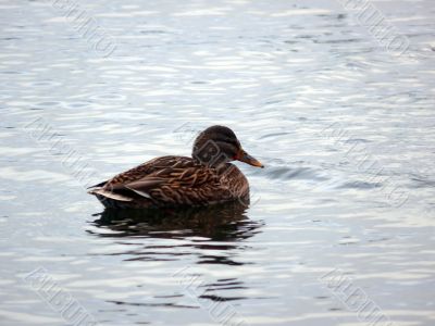 Mallard Duck