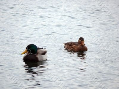 Mallard Ducks