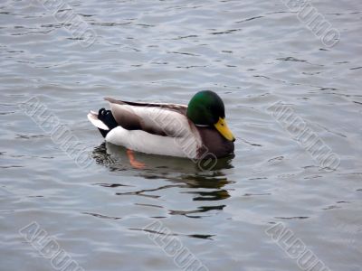 Mallard Duck