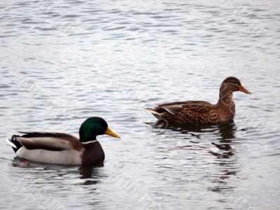 Mallard Ducks