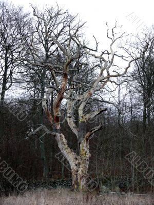 Old Tree