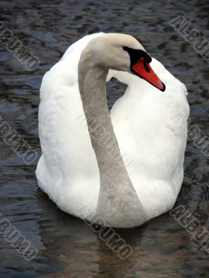Swan